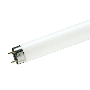 LAMPADA