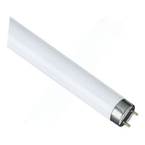LAMPADA