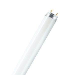 LAMPADA